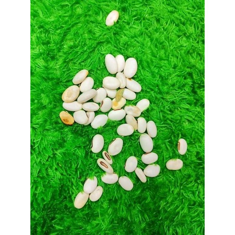 Kacang koro binong koro pedang 1Kg Organik