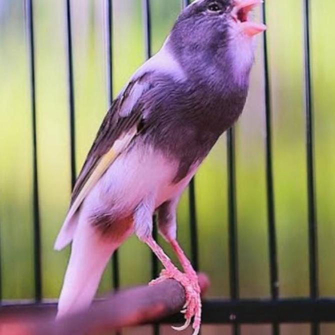 Dbutsu- Primus Canary 300 Gram Primus Kenari Pakan Kenari