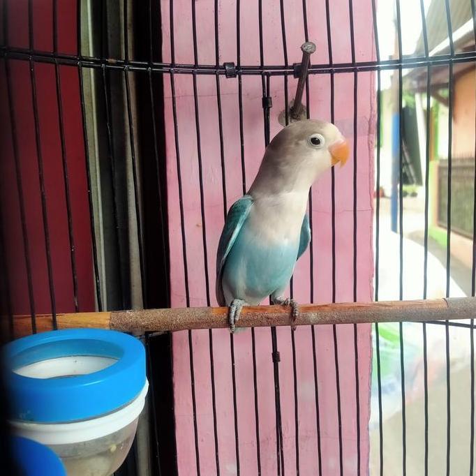 Burung Lovebird Kobal murah