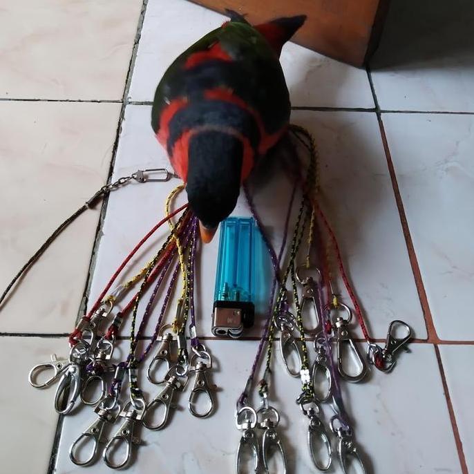 TALI burung nuri/ parrot kecil murah