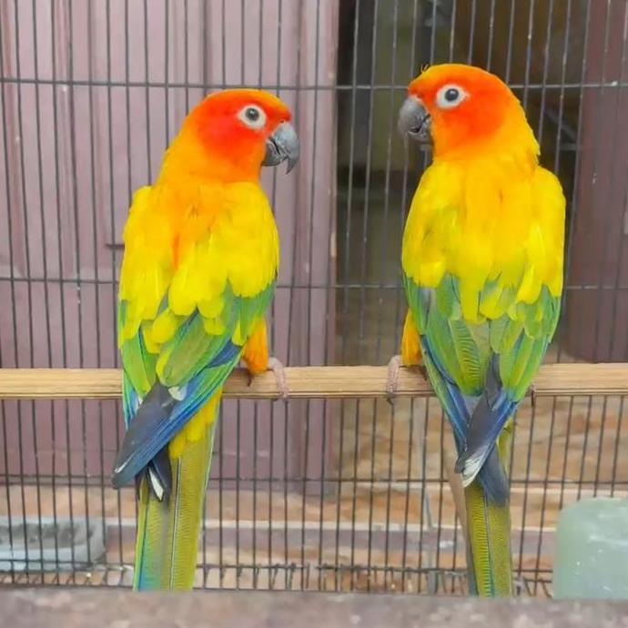 SEPASANG SUN CONURE PARROT DNA murah