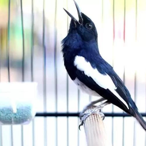 Burung Kacer Prestasi Istmewah Gacor Ngobra New Stok