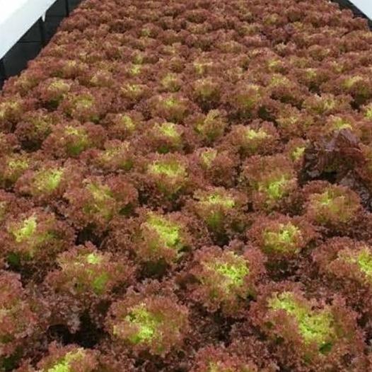 benih bibit selada lollorosa concorde rz 100 pills