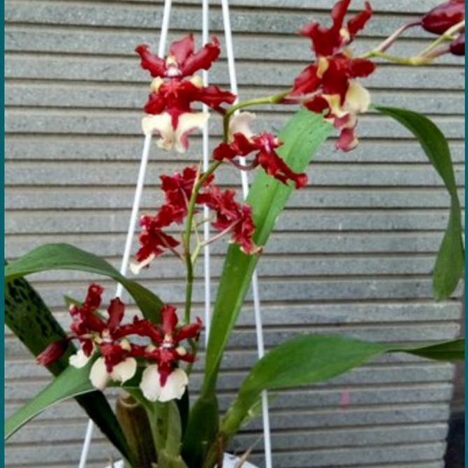 anggrek oncidium
