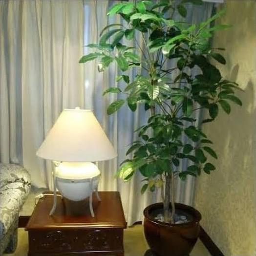 Tanaman Walisongo daun besar - pohon Walisongo 1mtr