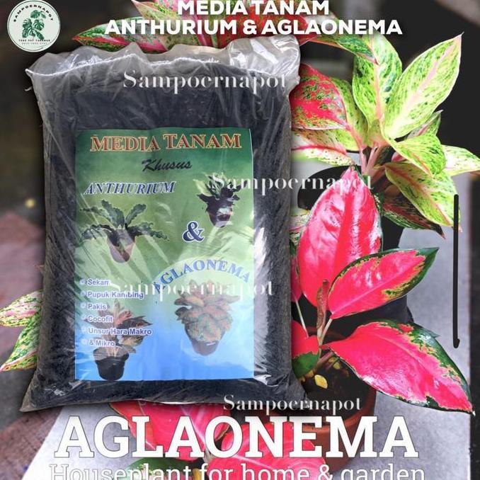 Park- Media Tanam Organik Khusus Anthurium Aglaonema Siap Pakai - Aglaonema
