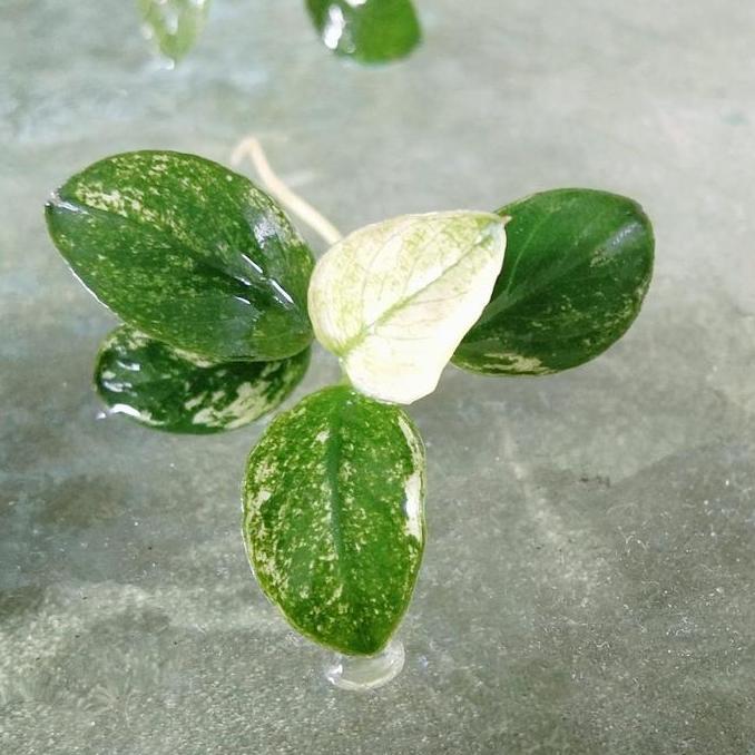 Anubias Nana Pinto