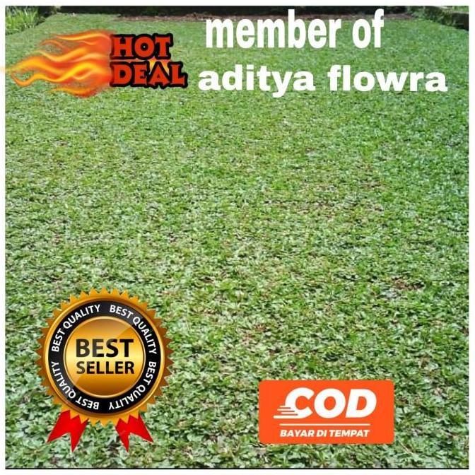 jual rumput gajah mini/bibit rumput gajah mini