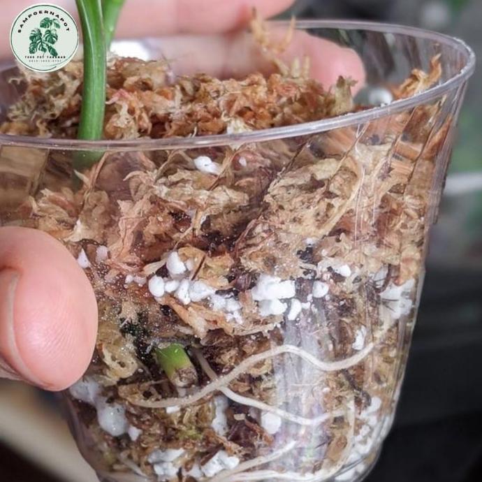 media tanaman bunga anggrek sphagnum Moss