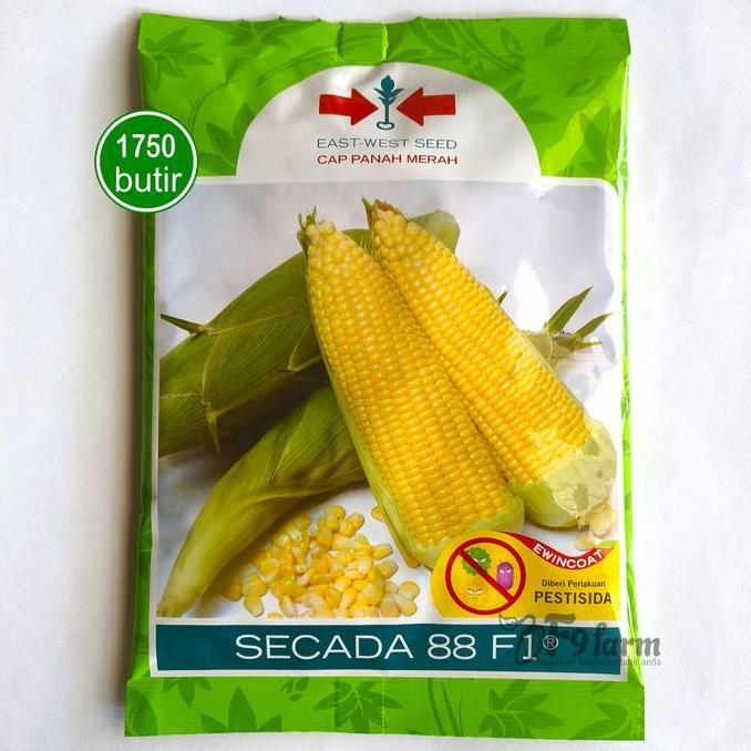 Benih Bibit Jagung Manis Secada 88 F1 1750 Butir Panah Merah