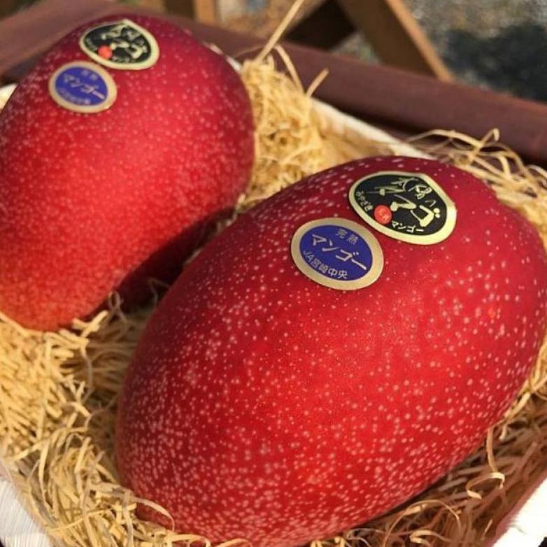 bibit mangga Miyazaki / mangga impor jepang