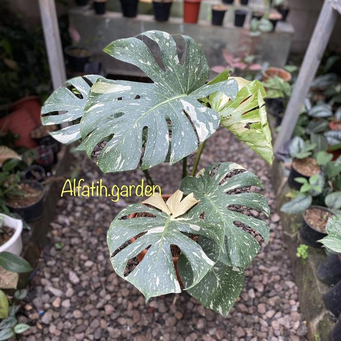 Monstera monthai japanlab