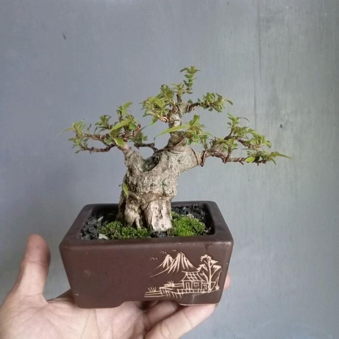 bonsai beringin california bogel siap pajang