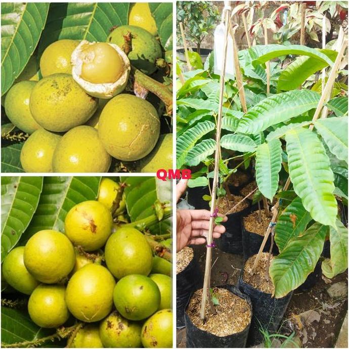 Bibit buah matoa kuning sambung  produk laris