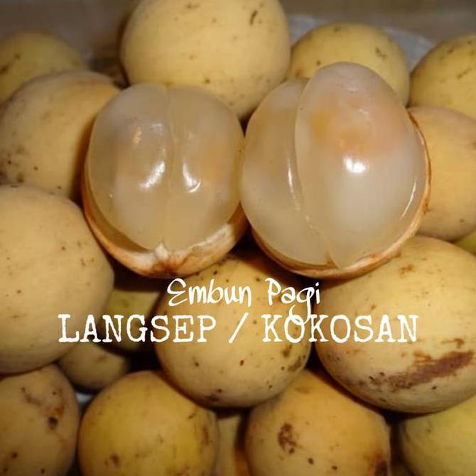 Bibit Pohon Buah Langsat/ Kokosan produk laris