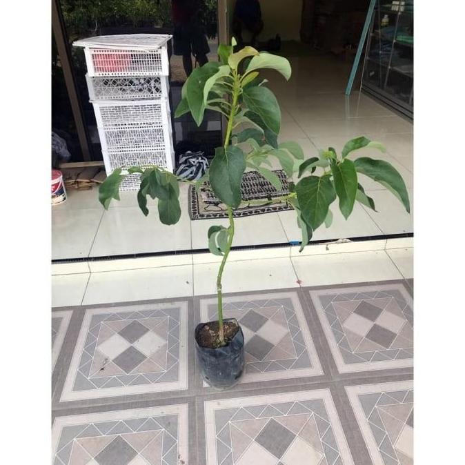 Terlaris Bibit Alpukat Subang 1 Meter Tanaman Buah Alpukat Kelud TAMBULAPOT