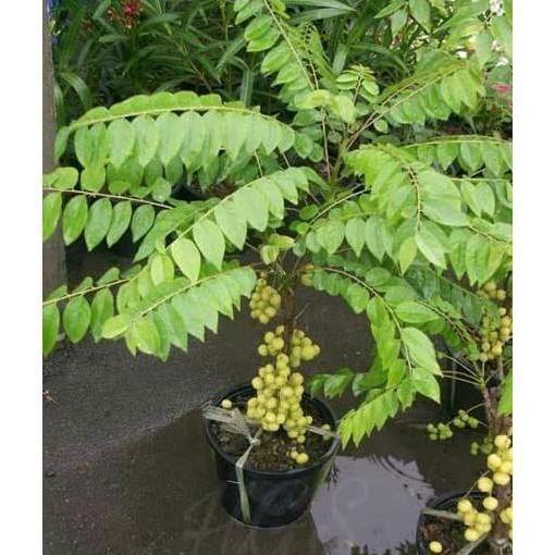 TERPERCAYAA Obral Bibit Tanaman Buah Cermai bahan bonsai benih pohon TAMBULAPOT