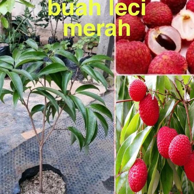bibit buah leci merah bibit leci merah bibit tanaman leci merah produk laris