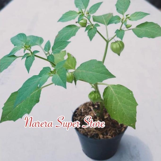 SALE POHON BIBIT BENIH BUAH CIPLUKAN CEPLUKAN CECENET CECENDET DDDD TAMBULAPOT