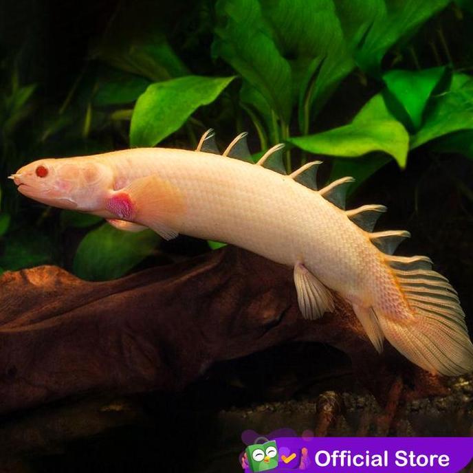 Sakana- Albino Palmas - Naga Air Tawar / Ikan Predator / Ikan Hias Aquascape