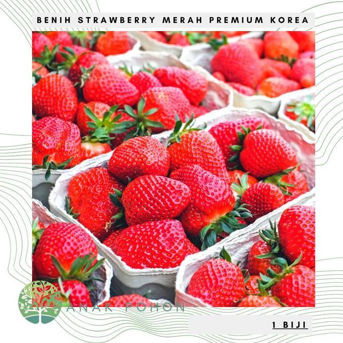 Ready Benih Bibit Biji - Buah Strawberry Korea Jumbo Stroberi Merah Seeds