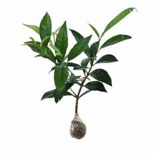Jual pohon salam /pohon salam