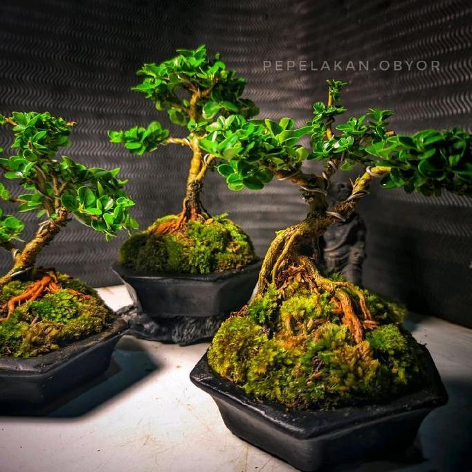 Bonsai Mini Shito Mame Sancang Premna Real Karakter Siap Pajang Plus Pot Bonsai Segi Enam Cantik Coc