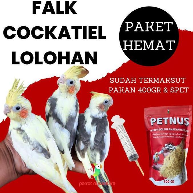 HARGA TERBAIK - PAKET HEMAT BABY LOLOHAN PARKIT AUSTRALIA FALK COCKATIEL ANAKAN