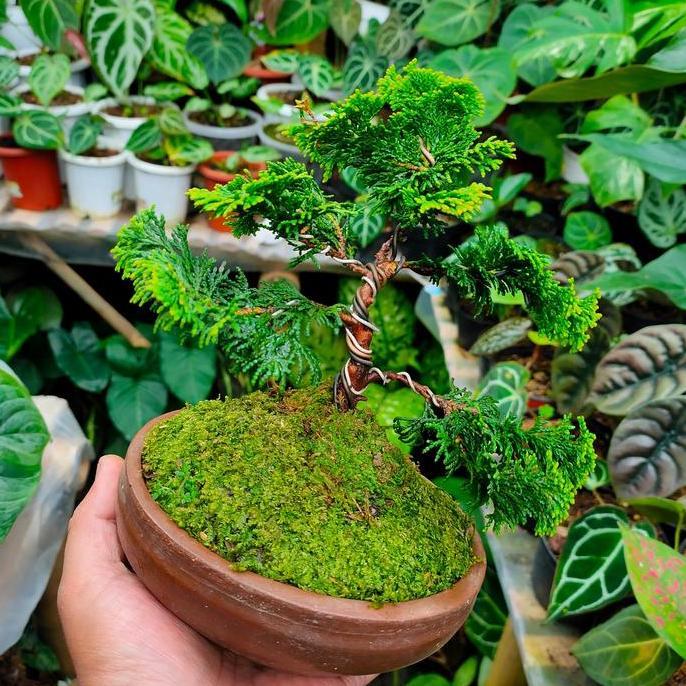 Bonsai Cemara Hinoki Cypress Golden || REALPICT