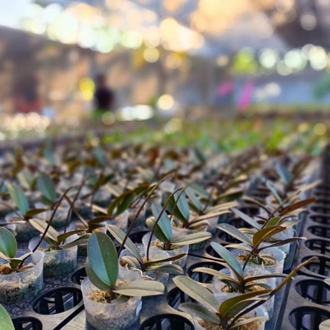 Anggrek Bulan Taiwan Dewasa spike - knop