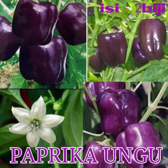 benih bibit paprika/benih cabe paprika