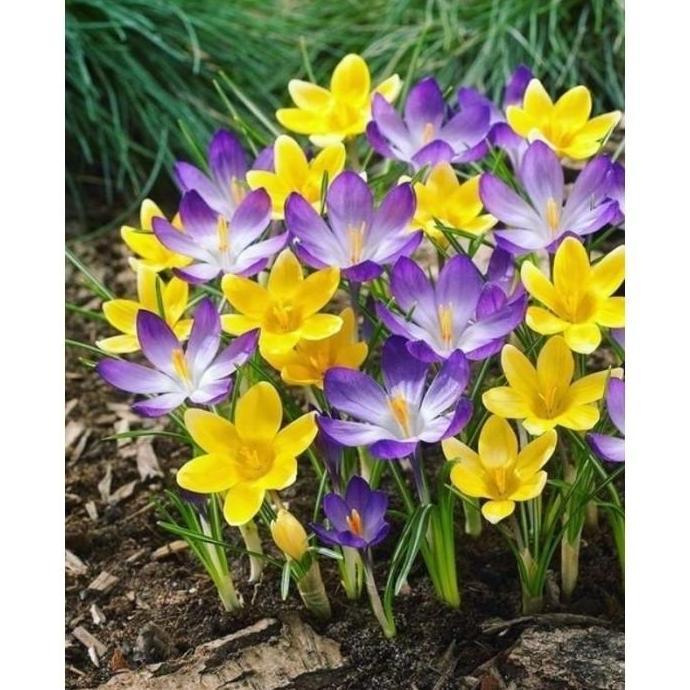 Tanaman Hias Lili Hujan Bunga Hidup Rain lily Hujan / Tanaman Hias Hidup Kucai Tulip / Bunga hidup k