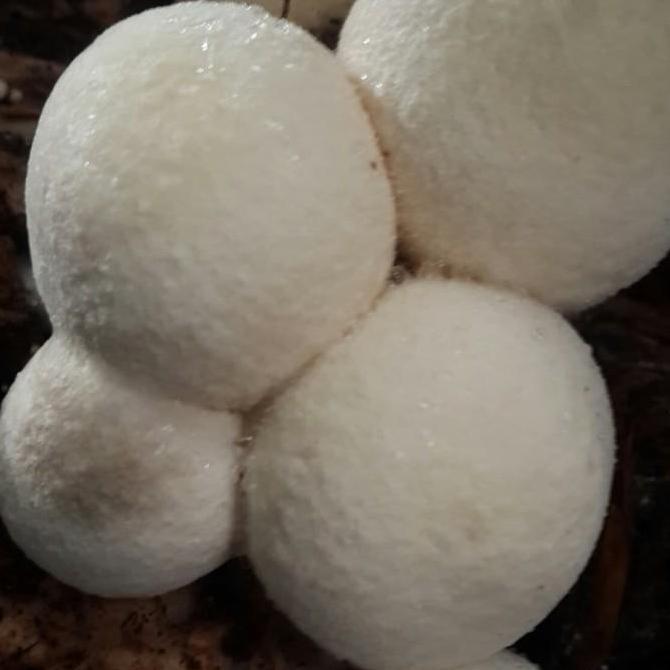 bibit jamur merang unggul