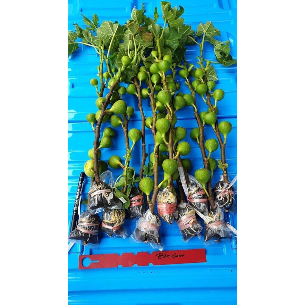Bibit Buah Tin Fresh Cangkok Sudah Berbuah