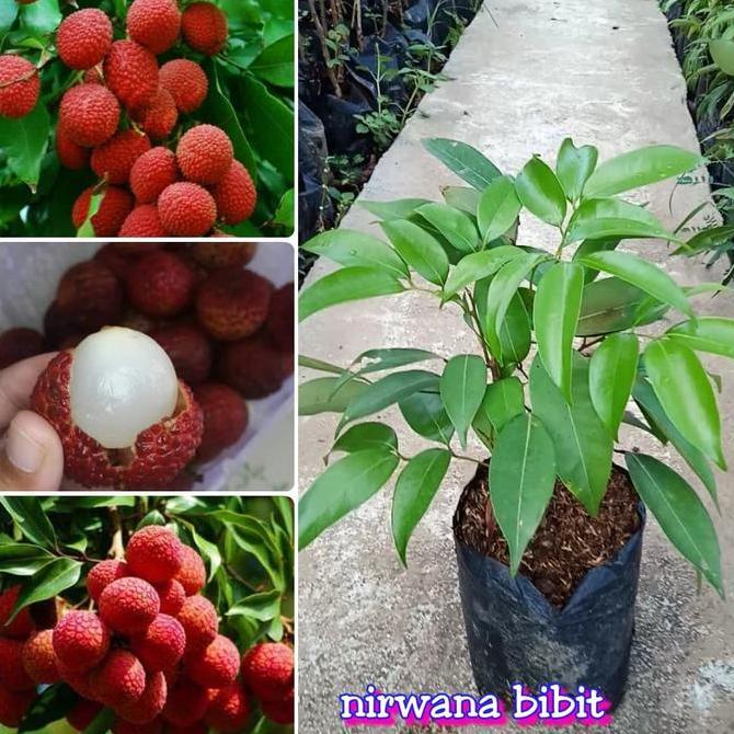 BIBIT BUAH LECI MERAH BIBIT LECI MERAH BIBIT TANAMAN LECI MERAH BISA BERBUAH DI POT