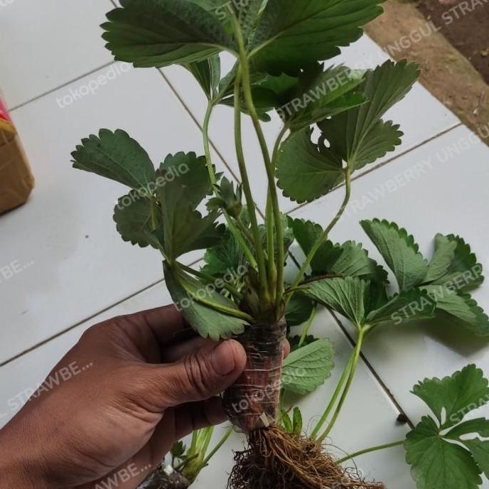 bibit strawberry korea
