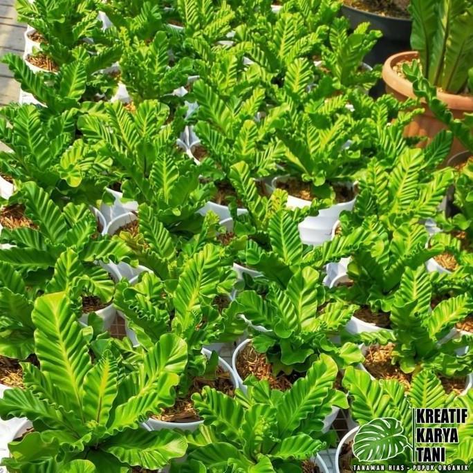 Tanaman hias kadaka lasagna - Kadaka Lasagna