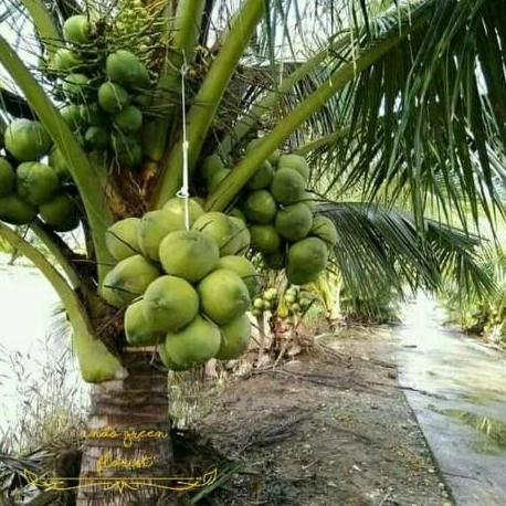 Bibit Kelapa Wulung, Kelapa Hijau Wulung, Kelapa Ijo Wulung Asli 100%