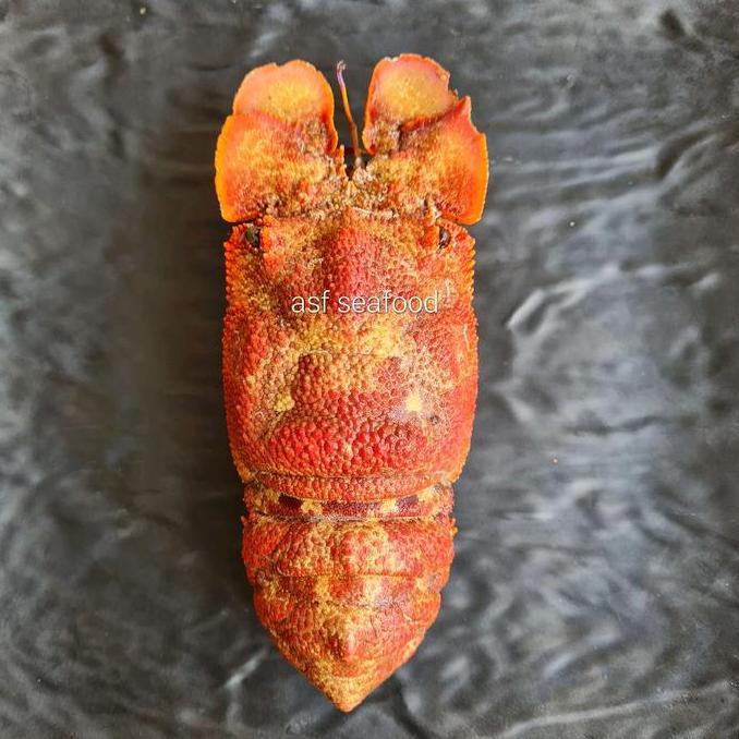 Udang kipas Sleeper Lobster Laut