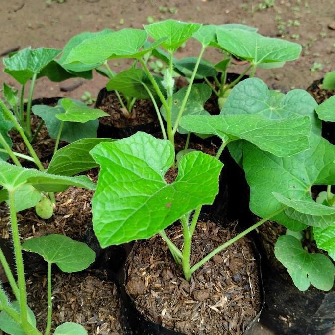 Bibit Pohon Buah Bligo Tanaman Buah Bligo kualitas premium