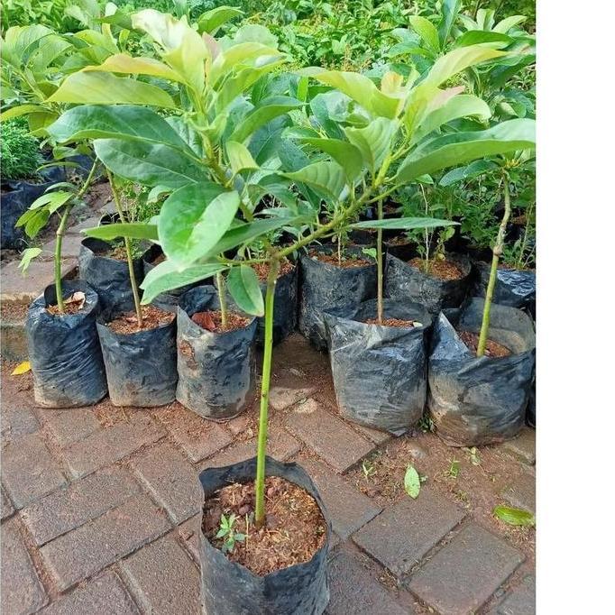 Terlaris [CANGKOK OKULASI] BIBIT TANAMAN POHON BUAH ALPUKAT Aligator kualitas premium