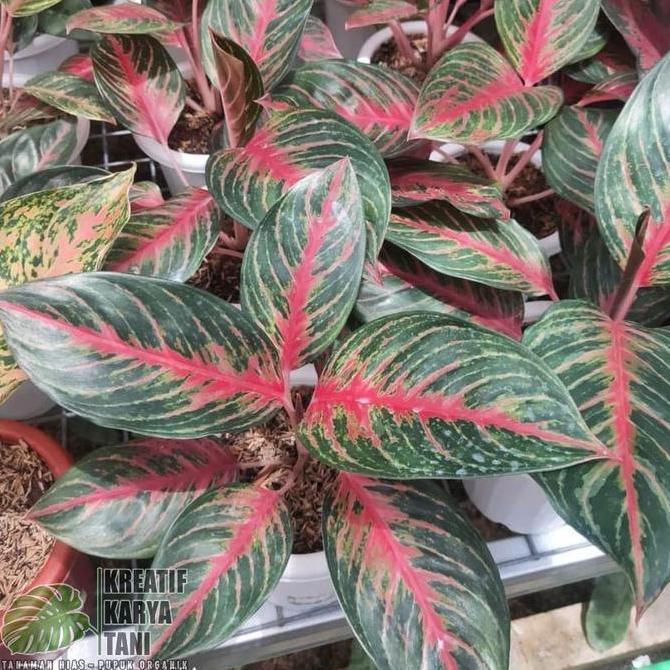 Tanaman hias aglonema red borju - Aglonema red borju