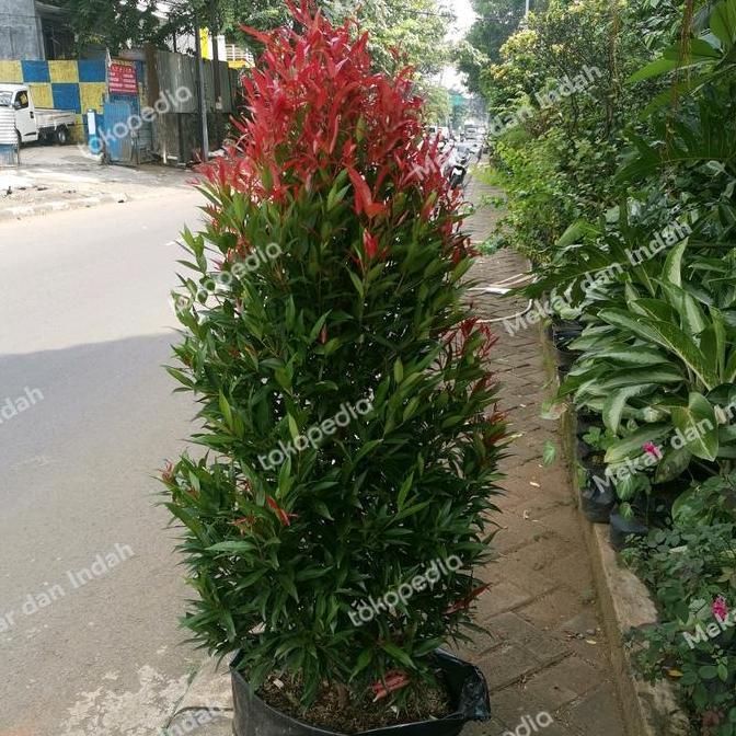 Tanaman PUCUK MERAH BESAR sudah rimbun banget, pucuk merah