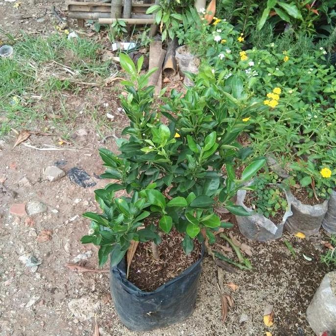 bibit tanaman buah jeruk sonkit kip