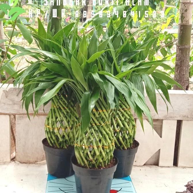 tanaman hias bambu hoki kepang/bambu cina/bambu air tinggi 45 cm + pot