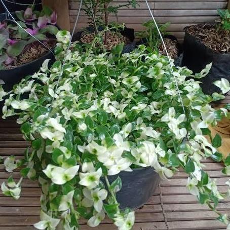 tanaman hias air mata janda gantung