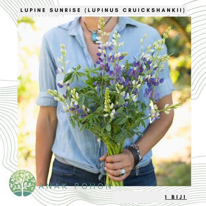 Benih Bibit Biji - Bunga Lupine Sunrise (Lupinus cruickshankii) Flower Seeds - IMPORT