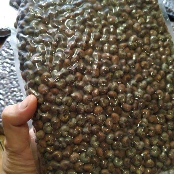 Benih / Bibit / Biji - Baobab Digitata Tree Seeds - IMPORT