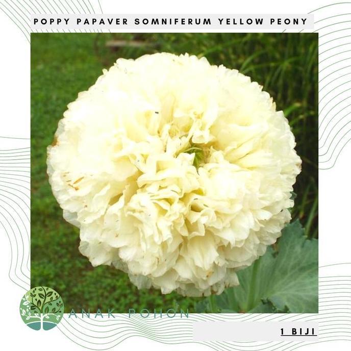 Benih Bibit Biji - Bunga Poppy Papaver Somniferum Yellow Peony Flower