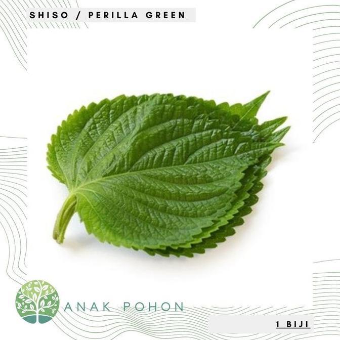 Benih Bibit Biji - Shiso Perilla Green Korean Beef Steak Leaf Perilla Mint Seeds - IMPORT